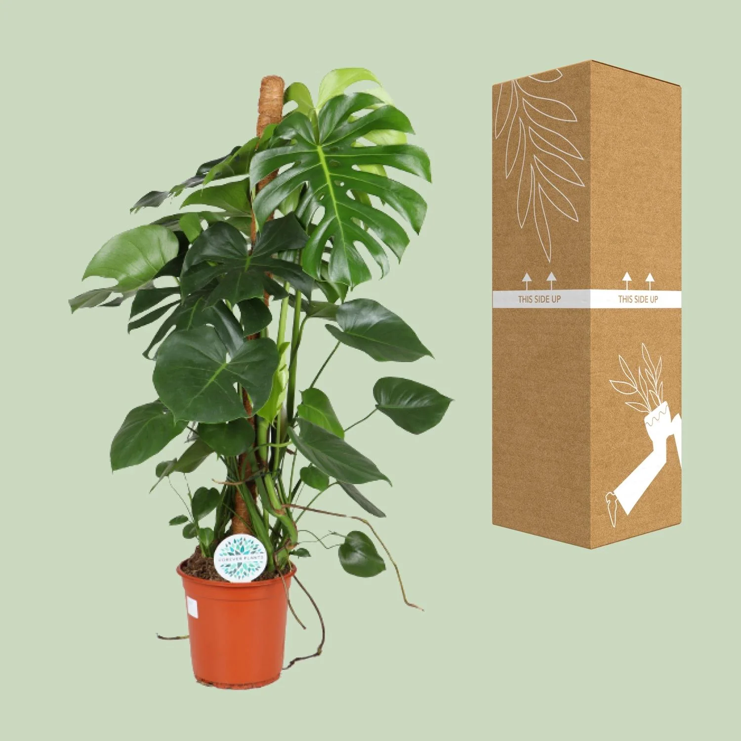 Monstera Deliciosa – Pflegeleichte Zimmerpflanze