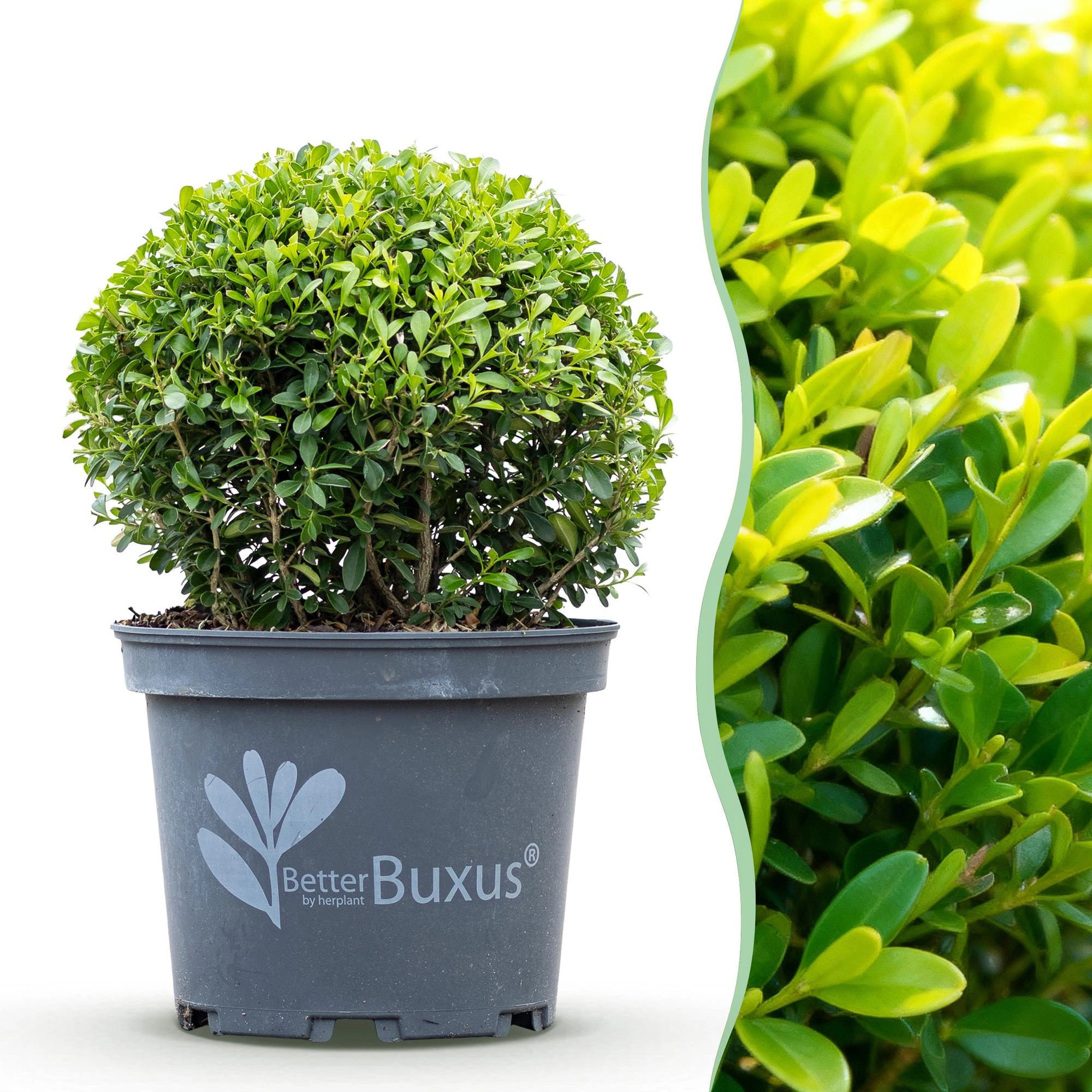 BetterBuxus