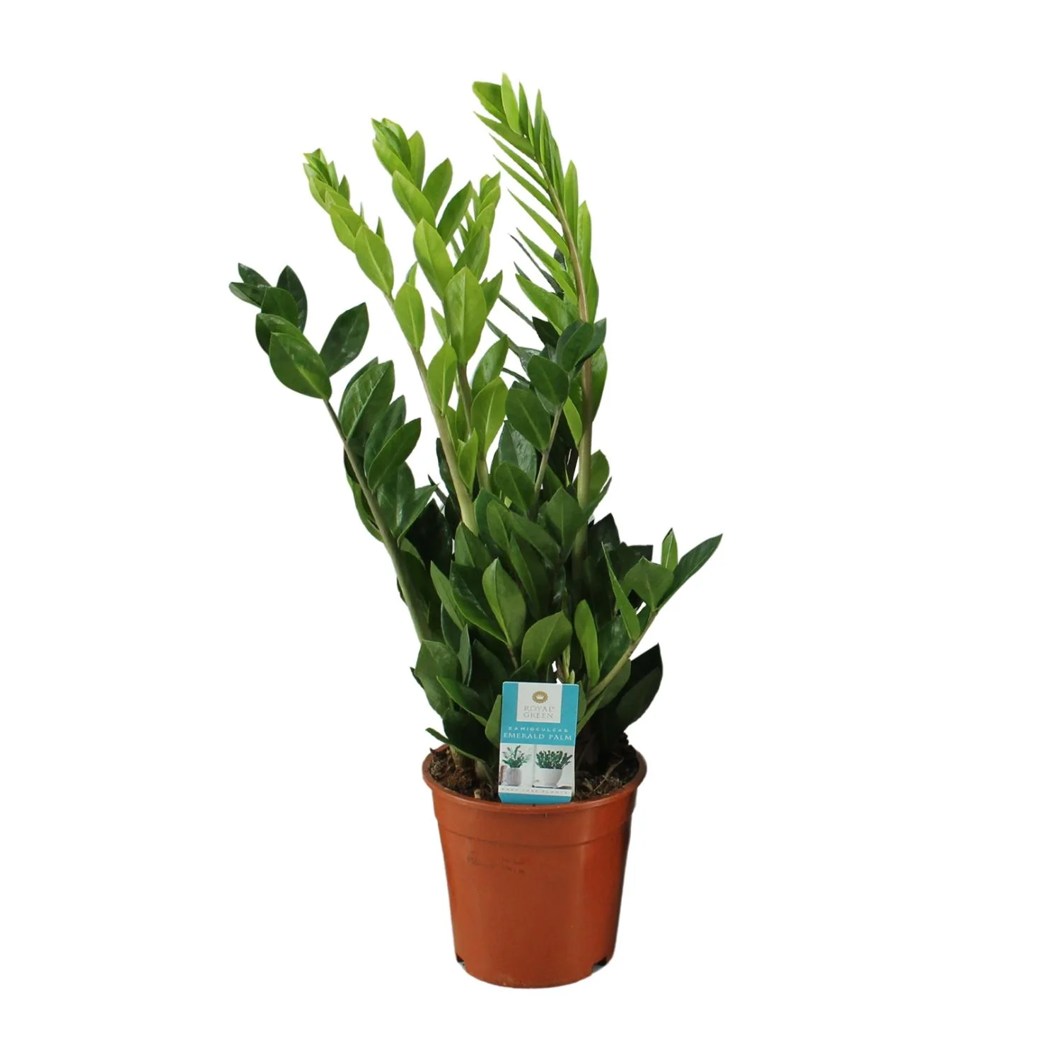 Zamioculcas Zamiifolia – Pflegeleichte Zimmerpflanze