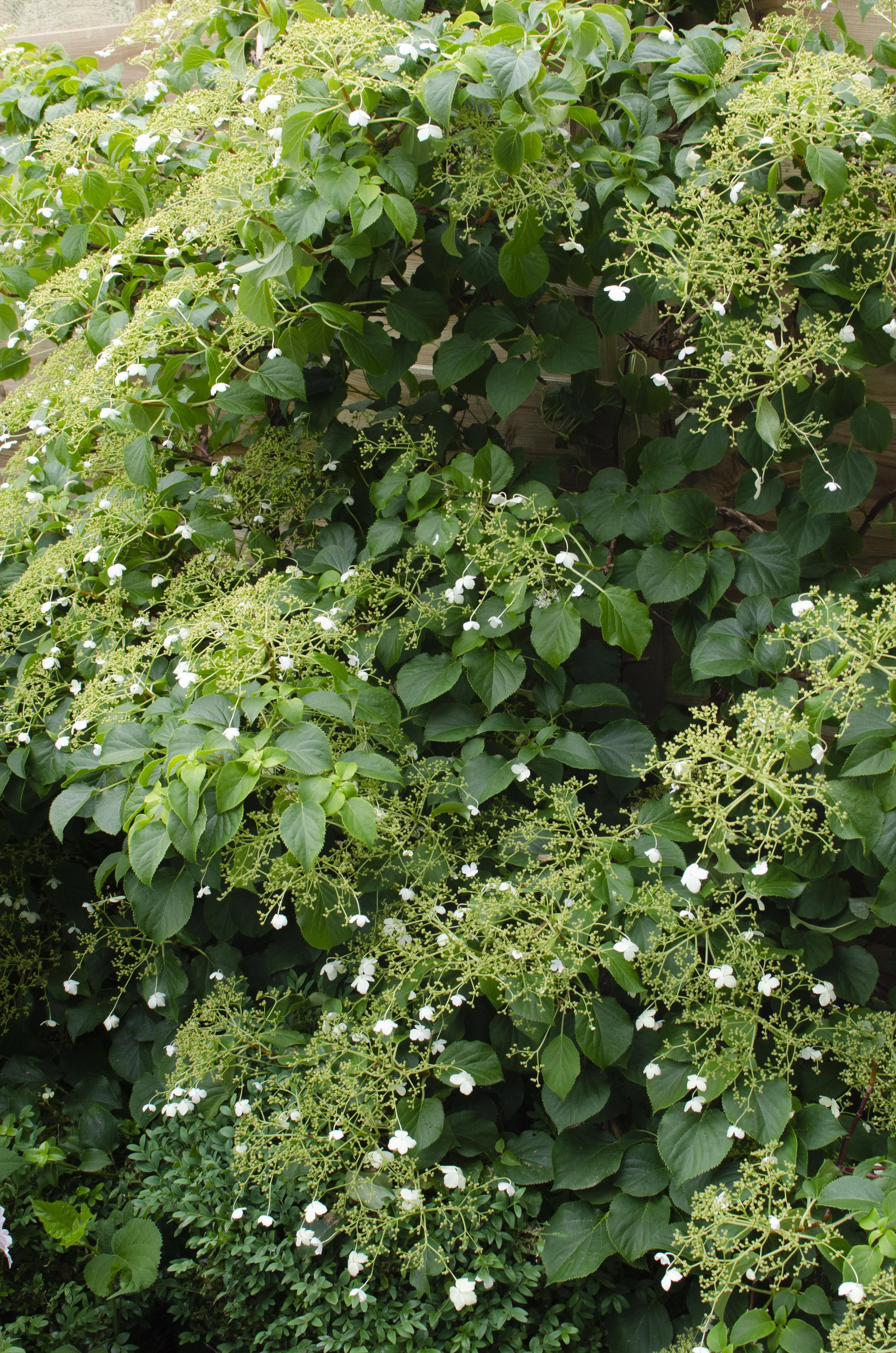 4x - Hydrangea petiolaris - ↨65cm - Ø15 Bild 2
