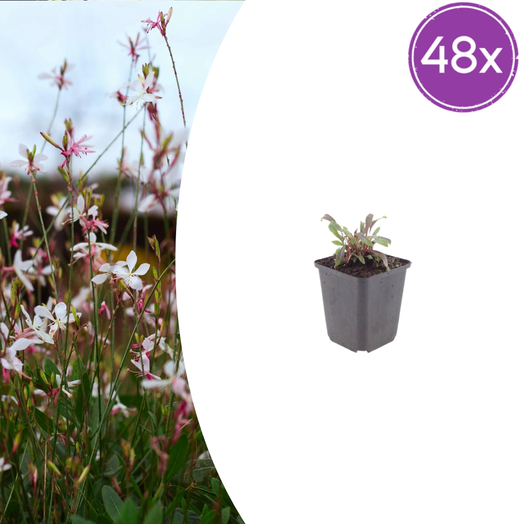 Gaura lindheimeri ‘Siskiyou Pink’