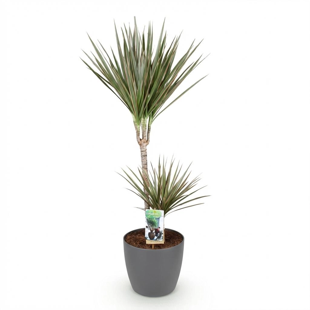 Dracaena Marginata Bicolor