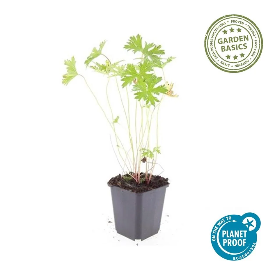 Geranium 'Johnson's Blue'