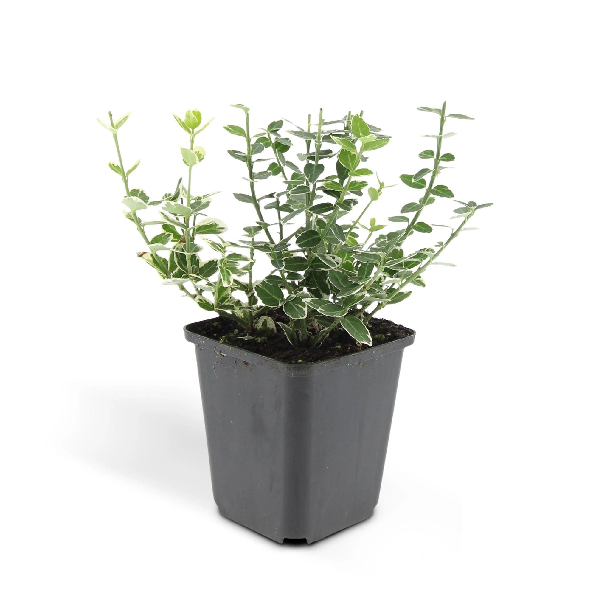 48x Euonymus fort. Emerald Gaiety - ↕10-25cm - Ø9cm Bild 2
