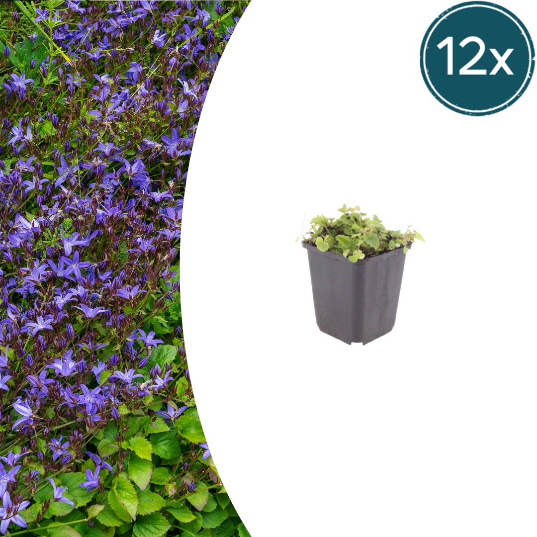 Campanula poscharskyana - Polster-Glockenblume