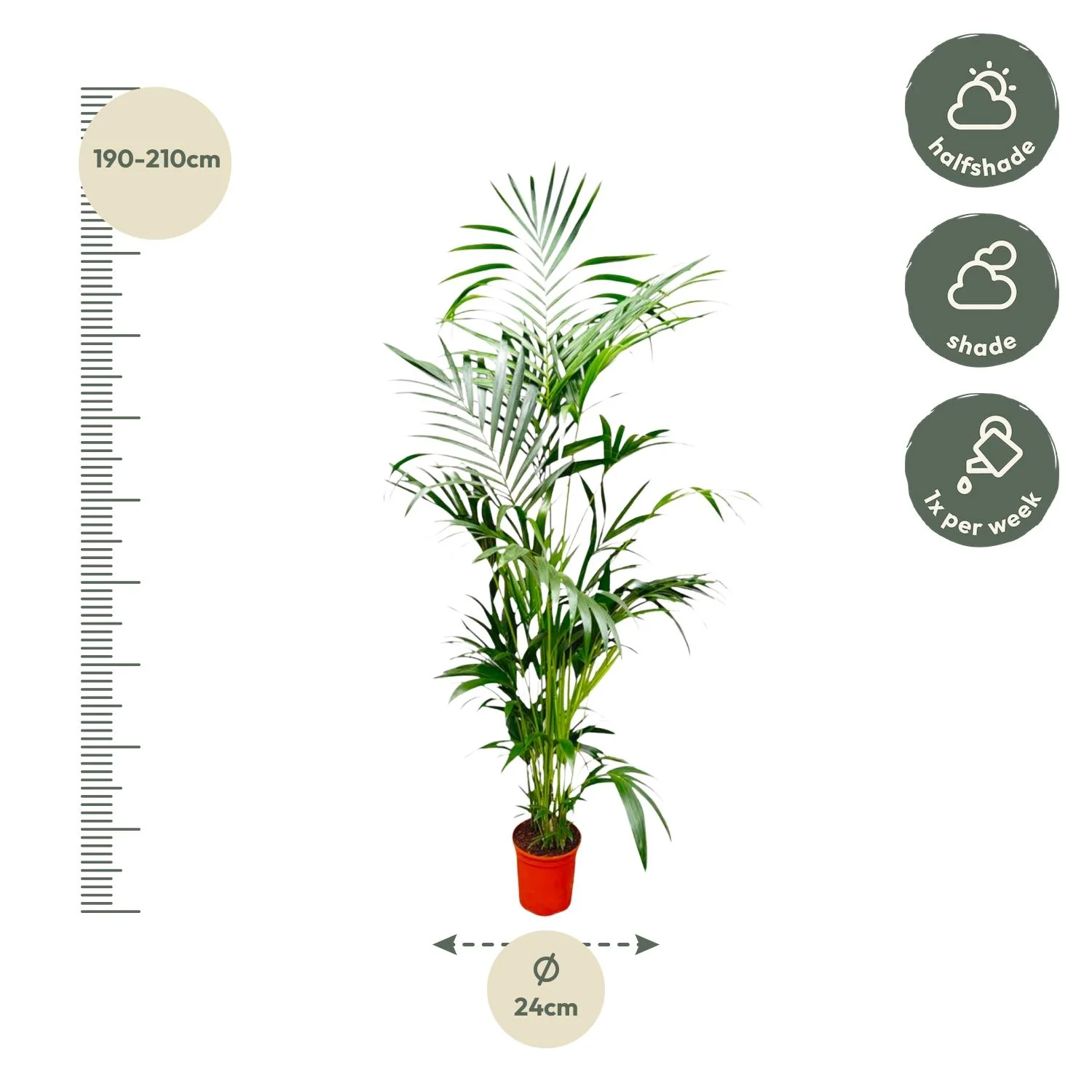 Kentia-Palme – Elegante Zimmerpflanze