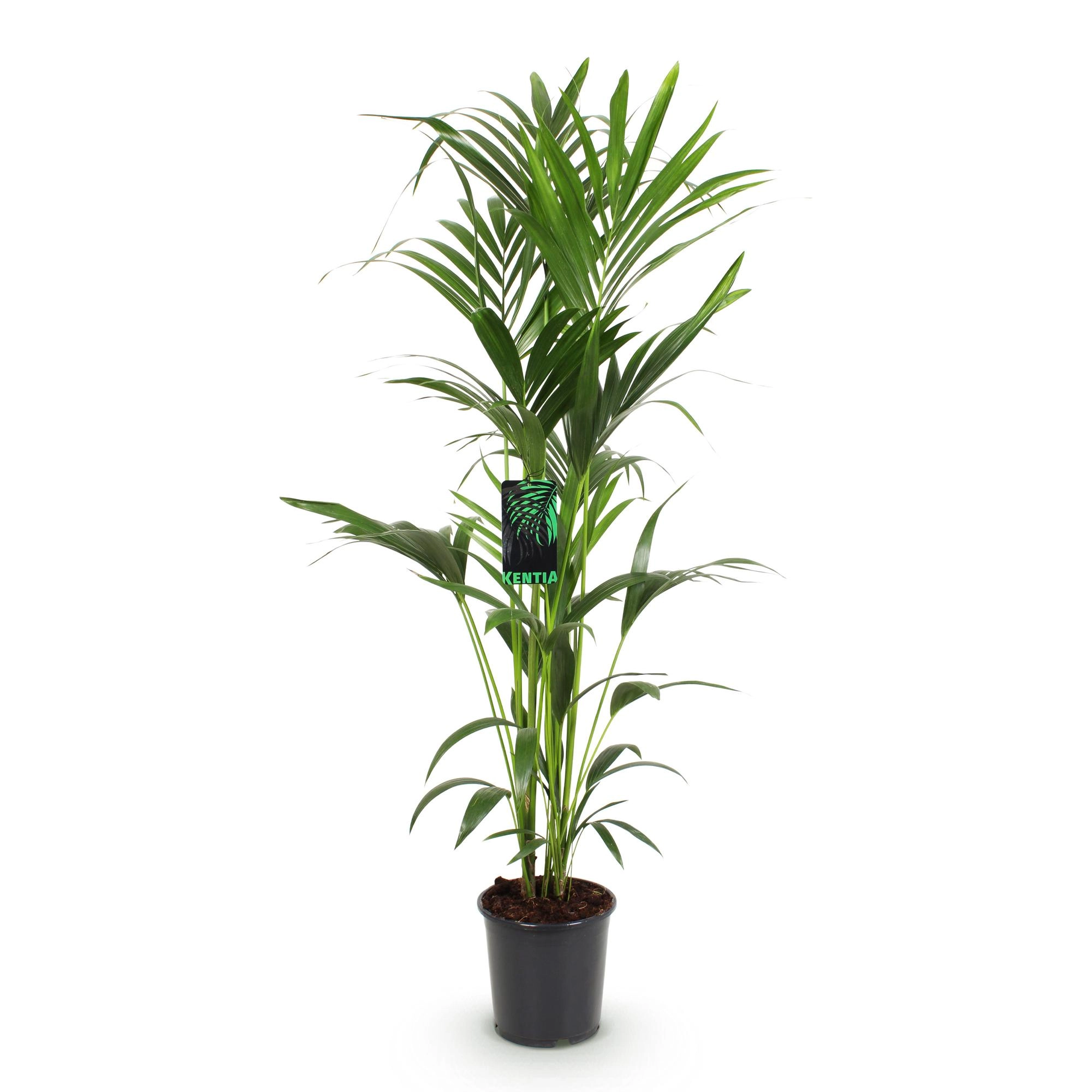 Howea Forsteriana - Kangurupalme