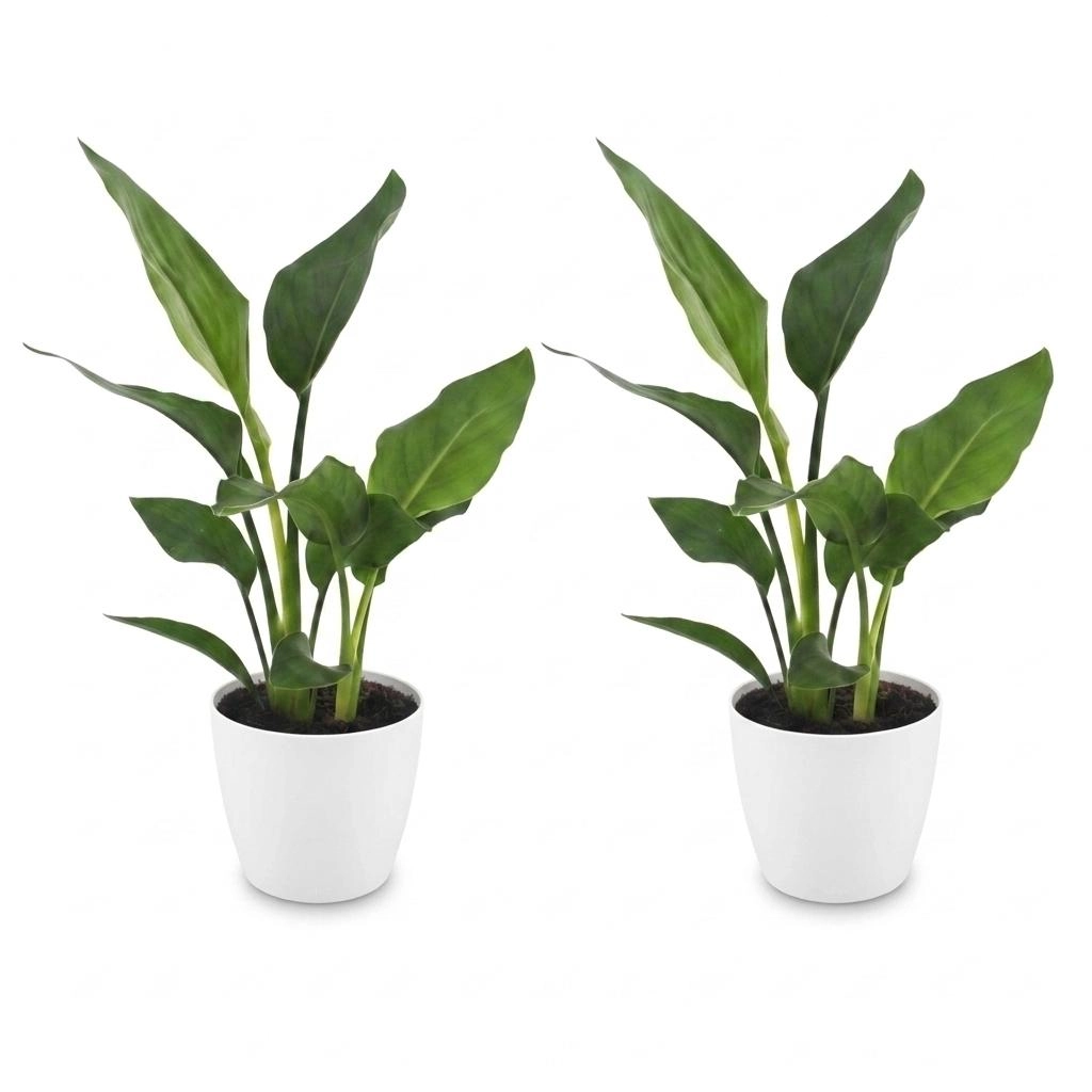 Green boutiQ - Strelitzia Reginea - Paradiesvogelblume - 2 Pflanzen - mit Weißem Topf - Topf 12cm - Höhe - 35cm Bild 2