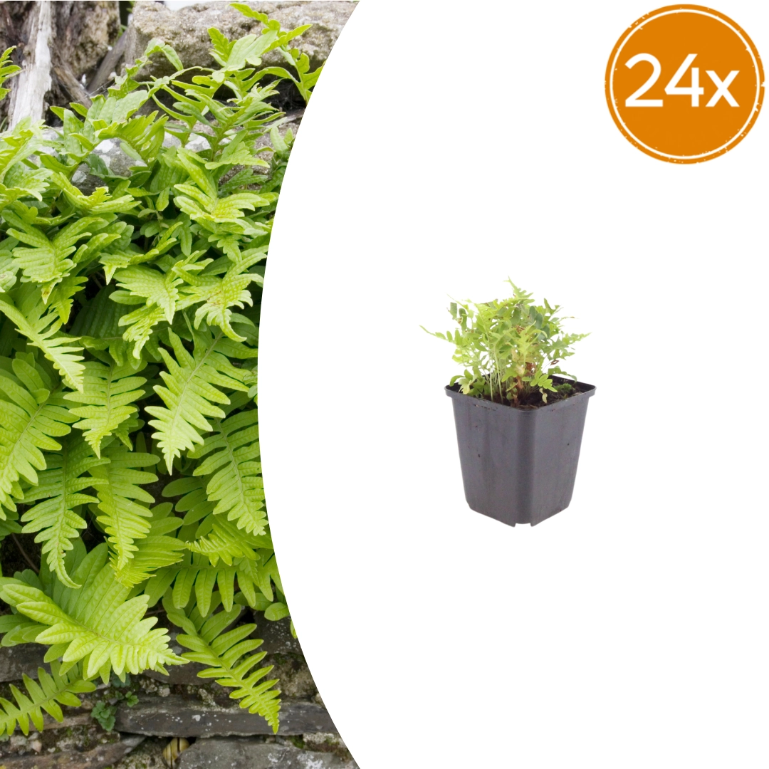 Polypodium vulgare