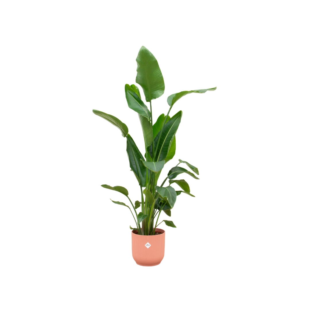 Combi deal - Strelitzia Nicolai including elho Vibes Fold Round pink Ø30 - 160 cm Bild 1