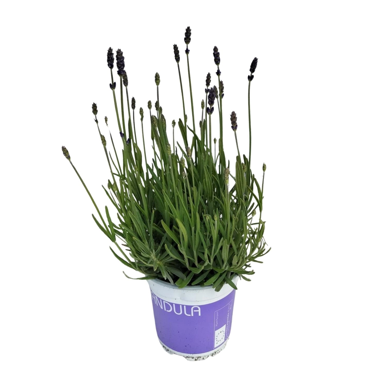 Lavendel (Lavandula) – Topf 12 cm, ca. 20 cm hoch