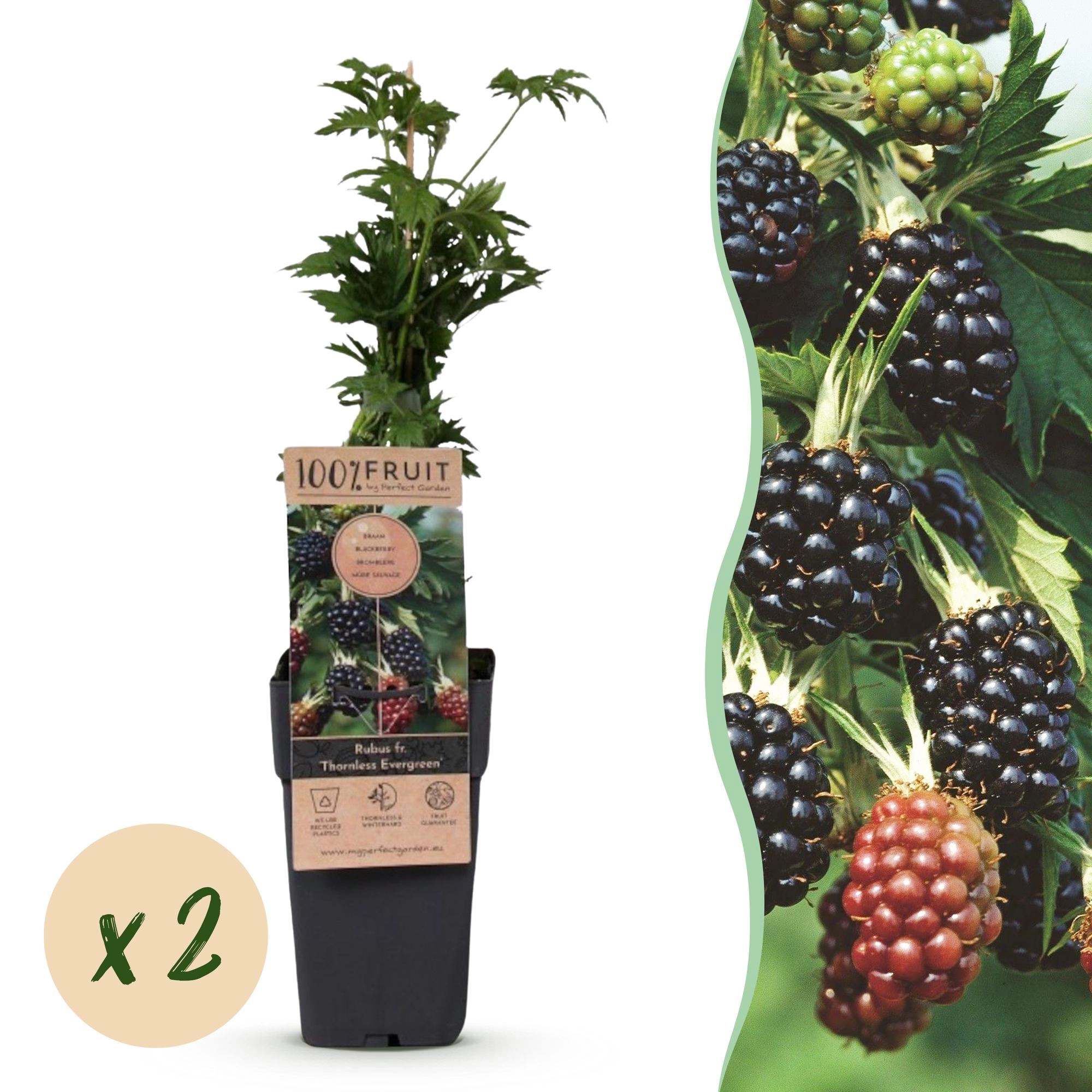 Green boutiQ - Fruit Plant - Rubus fruticosus Thornless Evergreen - Blackberry Plant - Thornless - Black Raspberry - 2 Plants - Pot 15cm - Height 50cm Bild 1