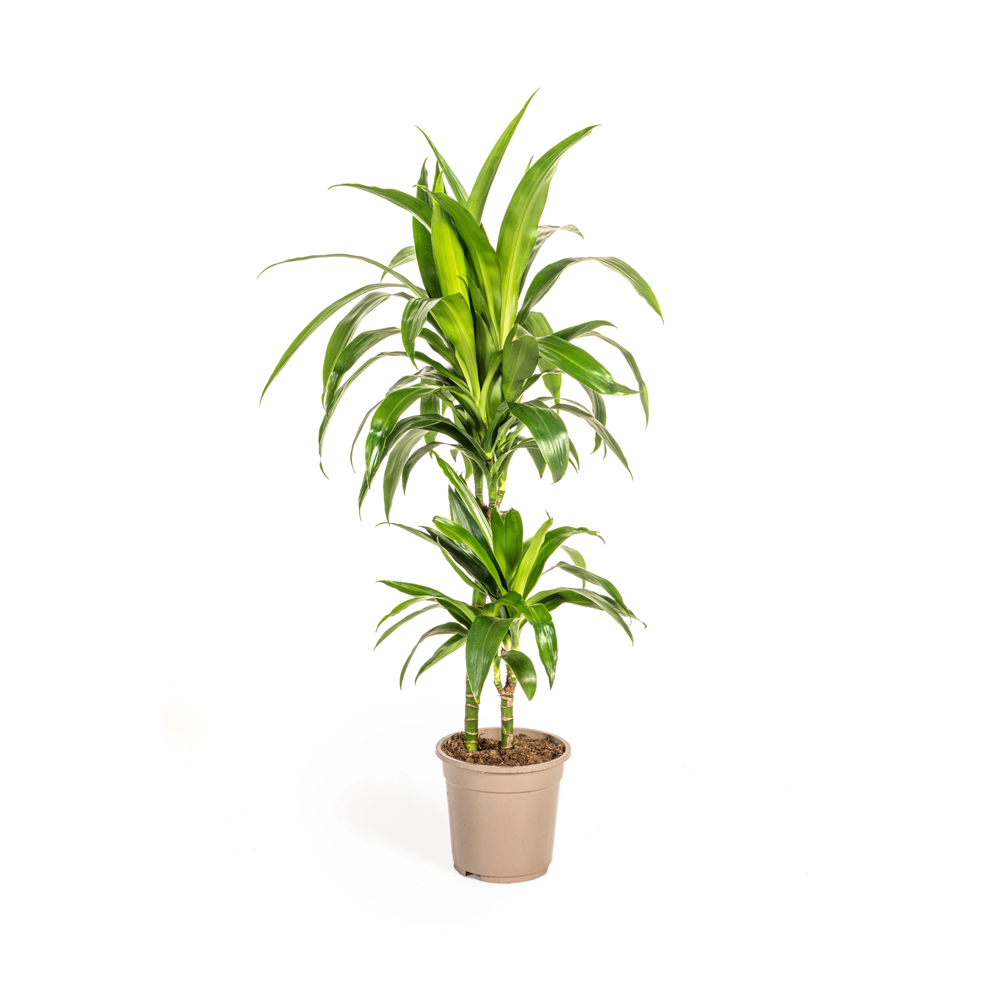 Dracaena Deremensis Lisa - Stilvolle Zimmerpflanze