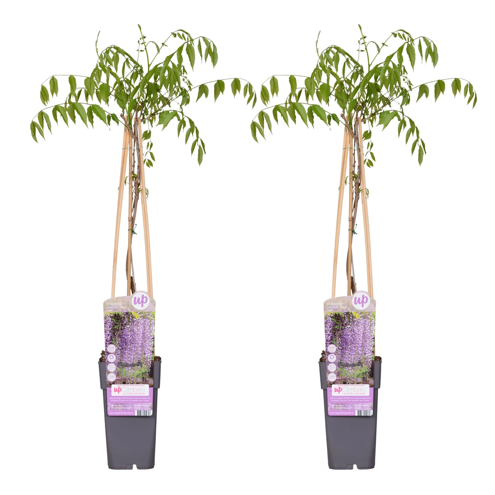 2x - Wisteria floribunda Naga Noda - ↨65cm - Ø15 Bild 1