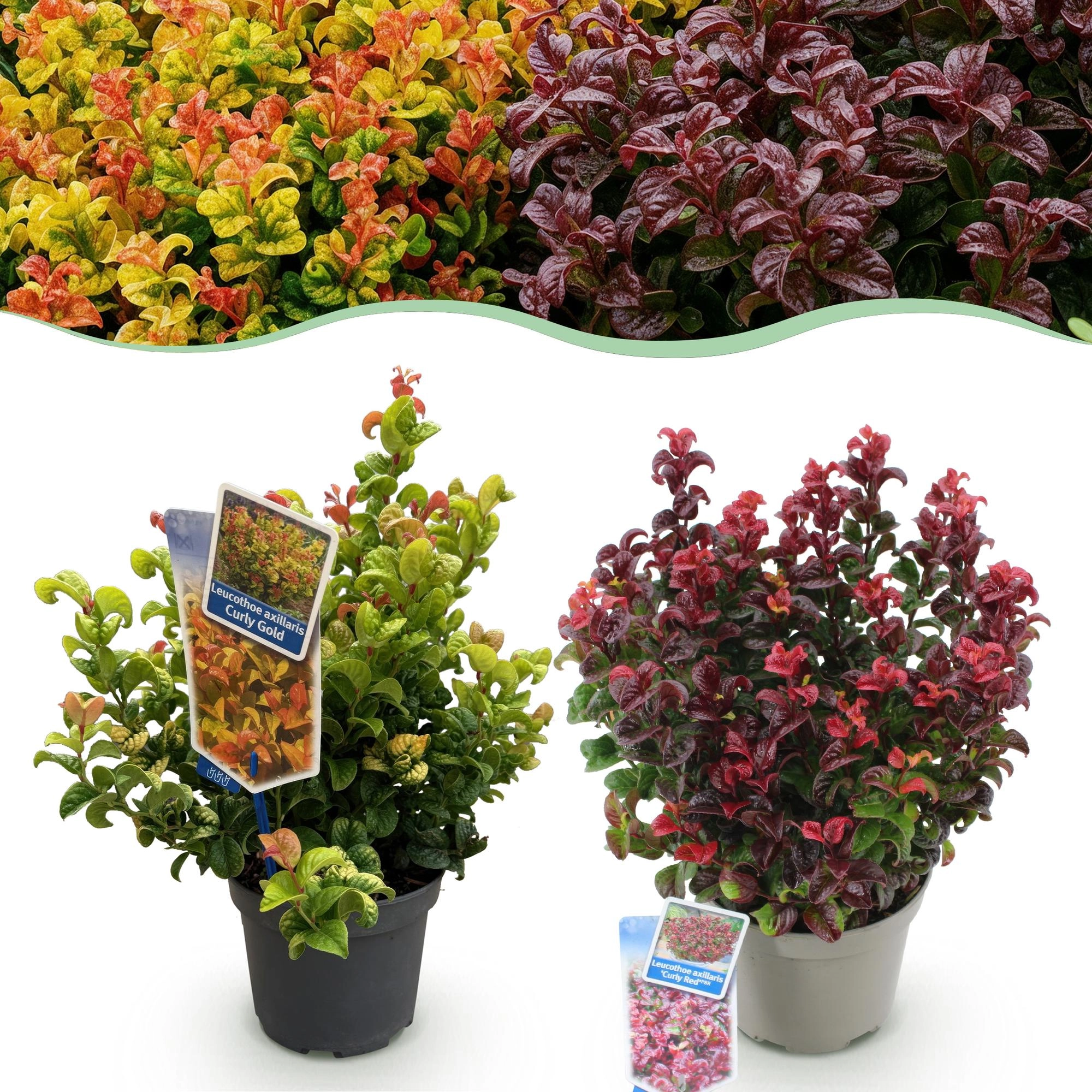 Leucothoe Curly Gold & Red