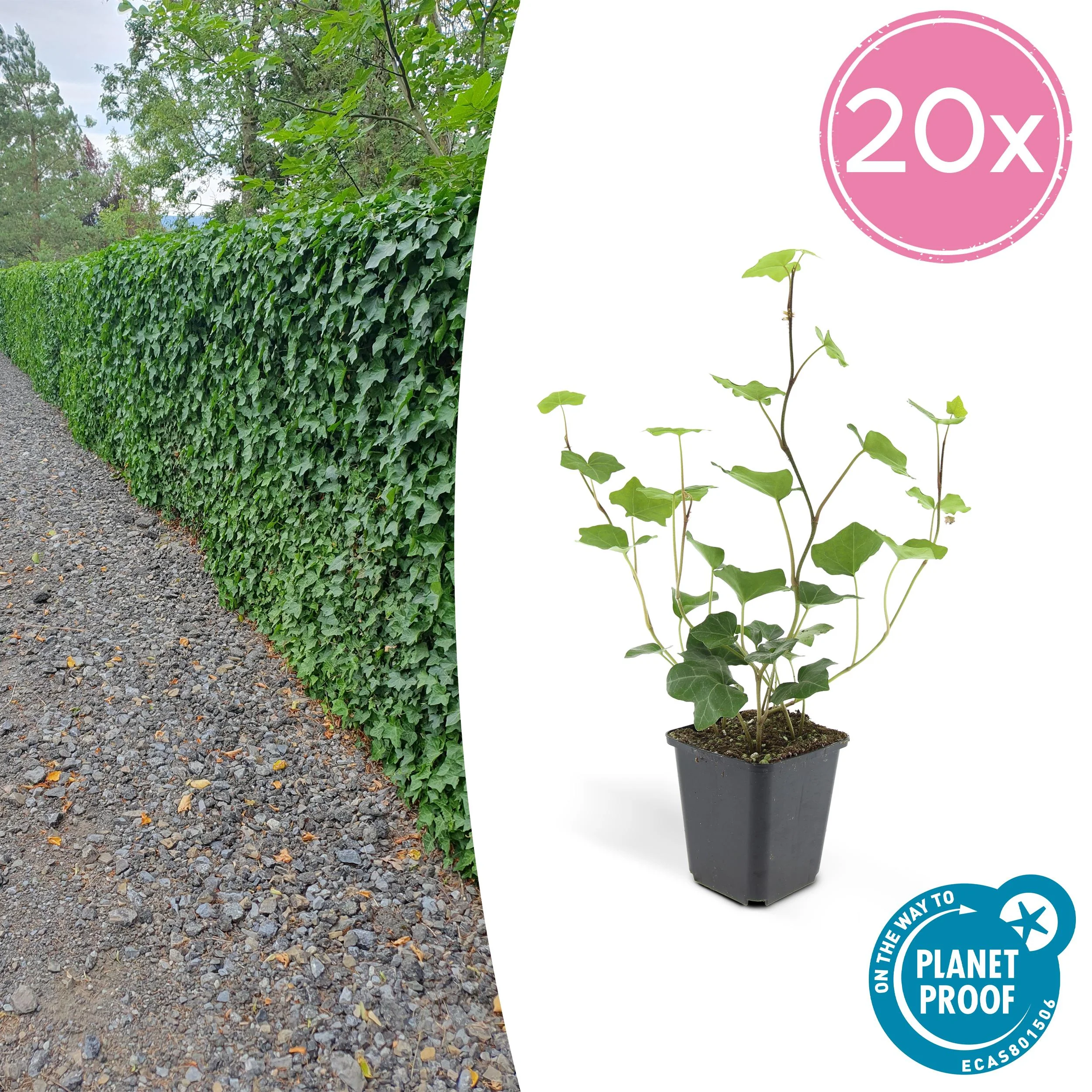 Irischer Efeu Hedera Hibernica