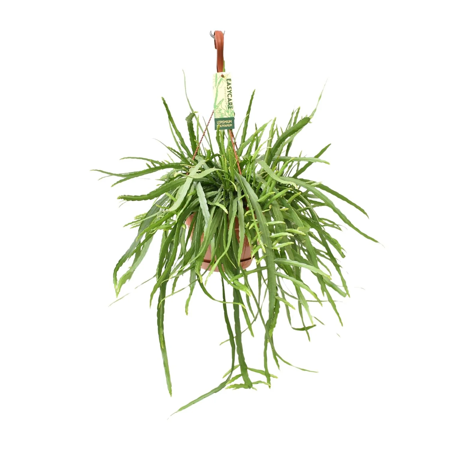 Lepismium Bolivianum – Eleganter Kaktus für dein Zuhause