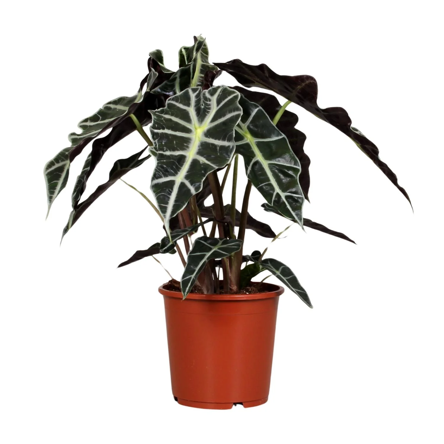 Alocasia Polly – Pflegeleichte Zimmerpflanze