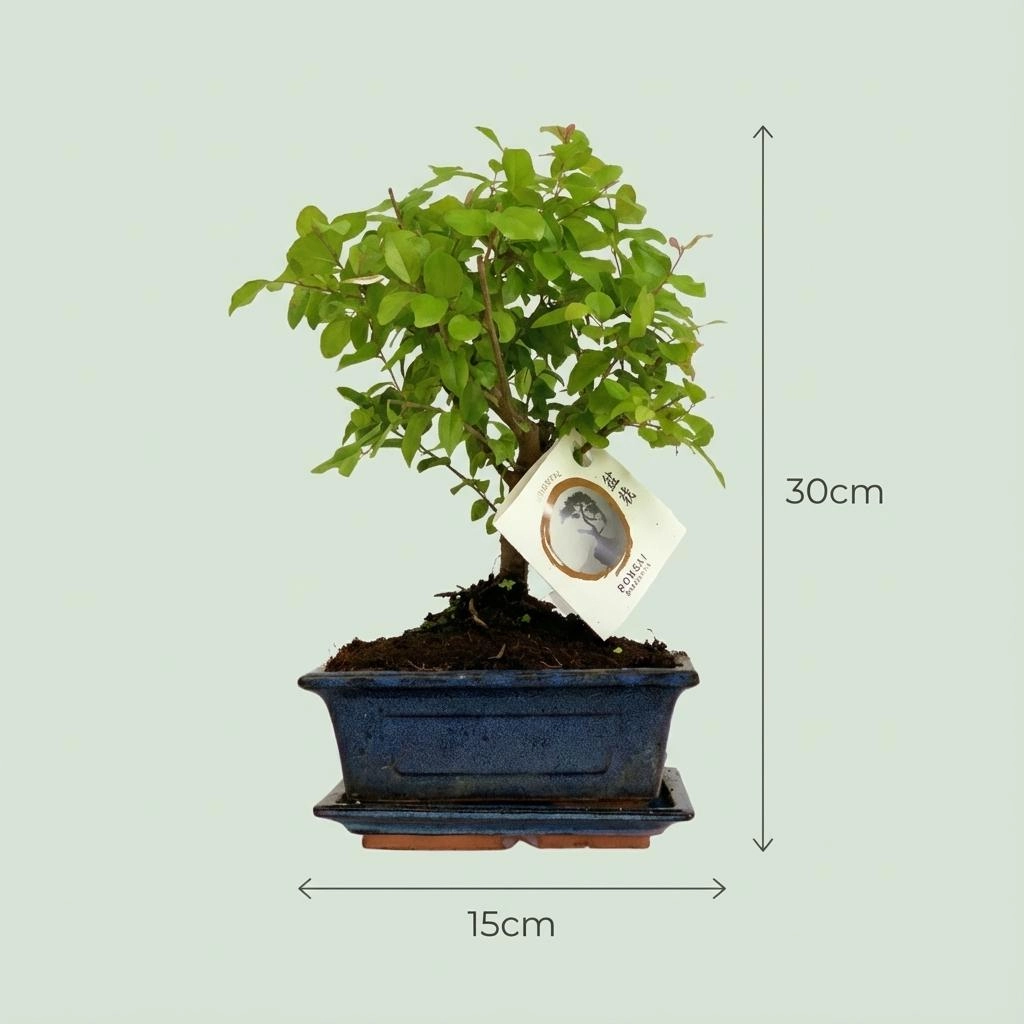 Kugelförmiger Bonsai mit eleganter Keramikschale