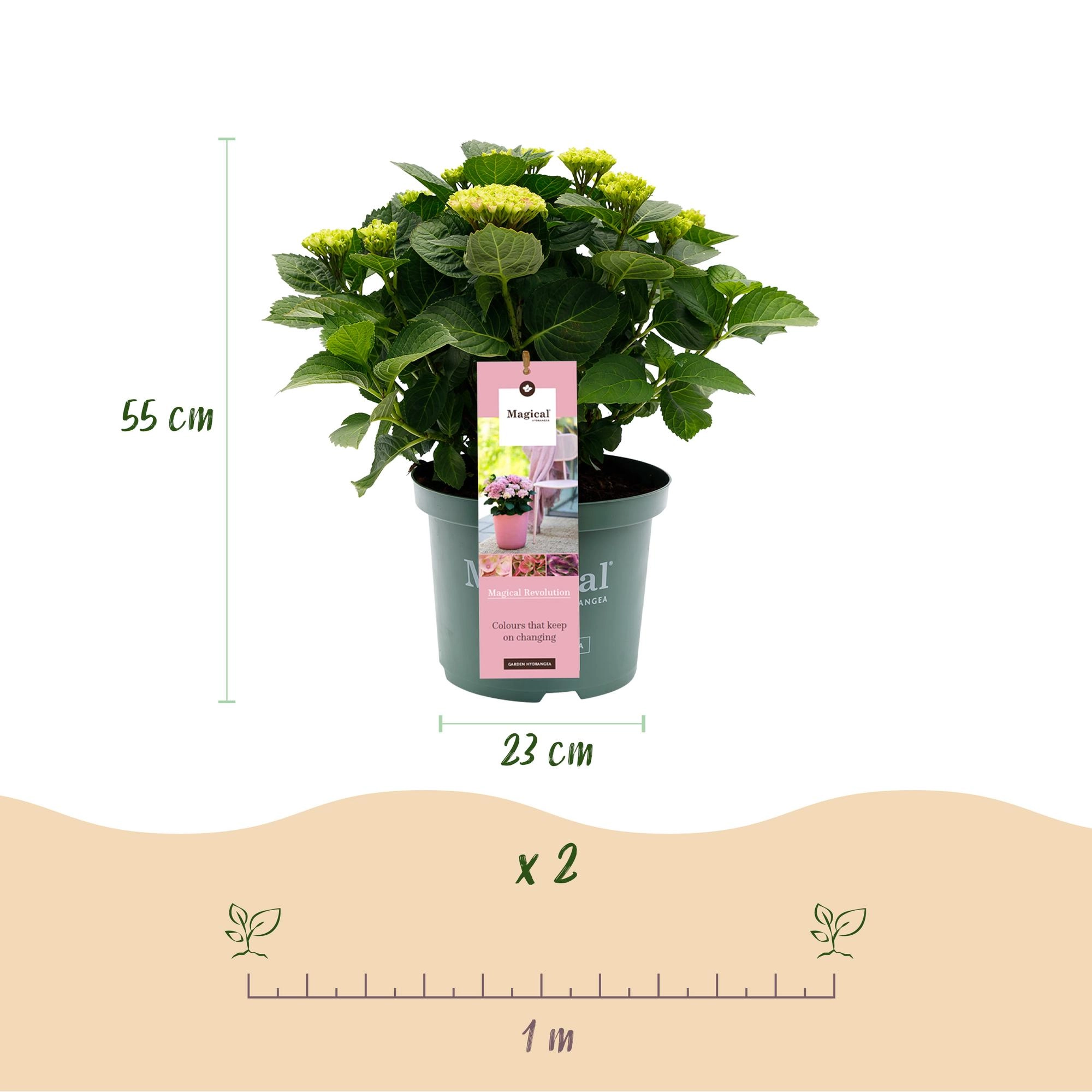 Balkonpflanze - Hortensie - Hydrangea Magical Revolution Pink - Pink - 6-10 Blüten - 2 Pflanzen - Topf 23cm Höhe 55cm