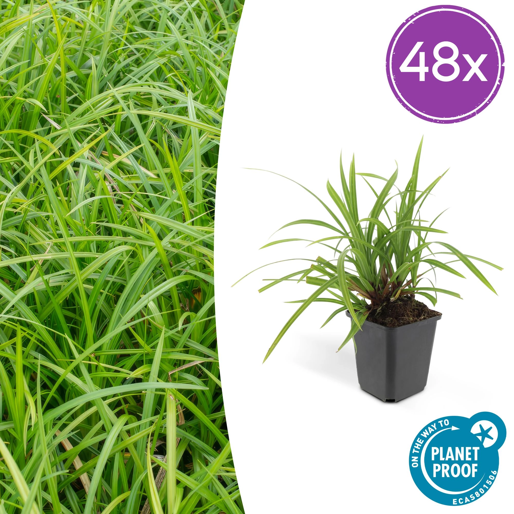 Carex morrowi 'Irish Green'