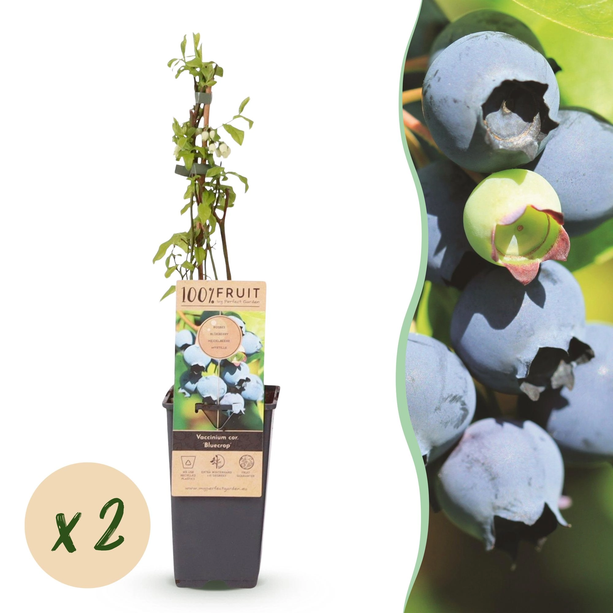 Green boutiQ - Fruit plant - Vaccinium corymbosum Bluecrop - Blueberry - Hardy - Blue Berry - 2 Plants - Pot 15cm - Height 50cm Bild 1