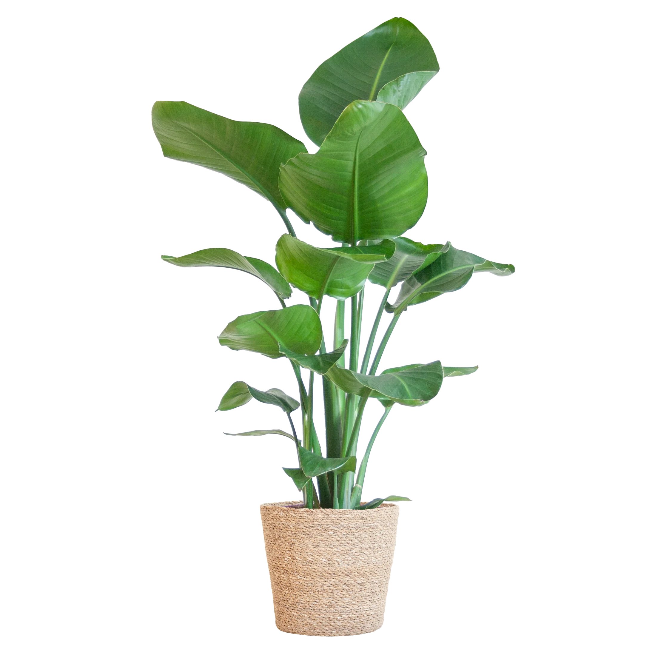 Strelitzia Nicolai - Paradiesvogelpflanze