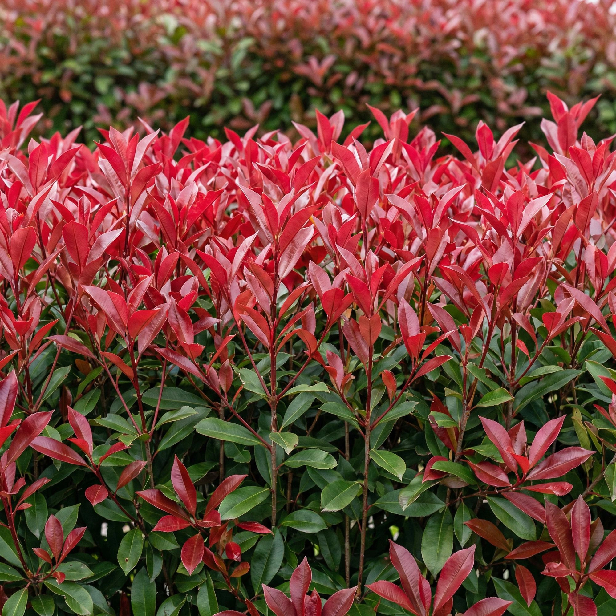 Photinia Fraseri Carre Rouge