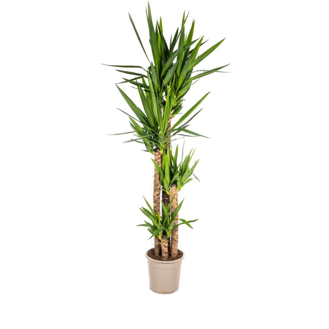Yucca Elephantipes Ø27cm - ↕150 - 170cm Bild 1
