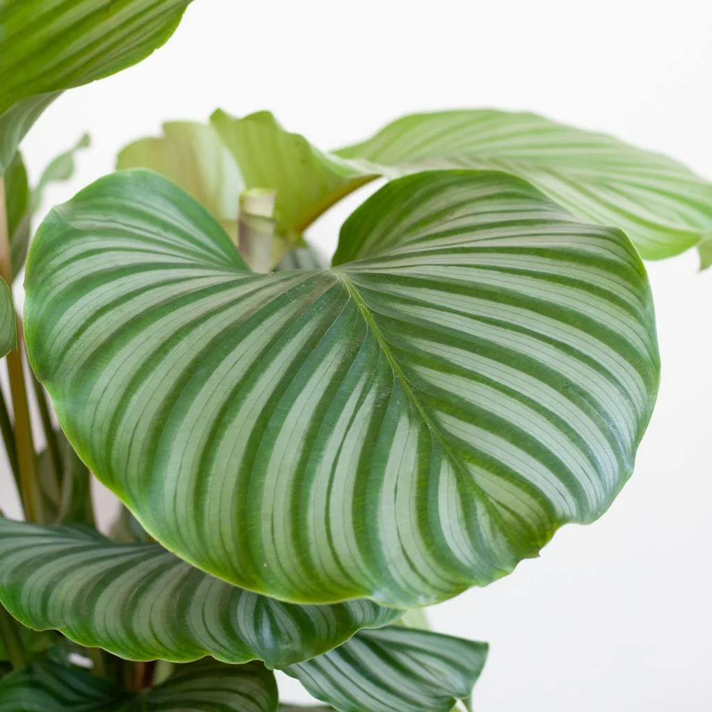 Calathea Orbifolia mit Potter grau - 65cm - Ø21 Bild 4