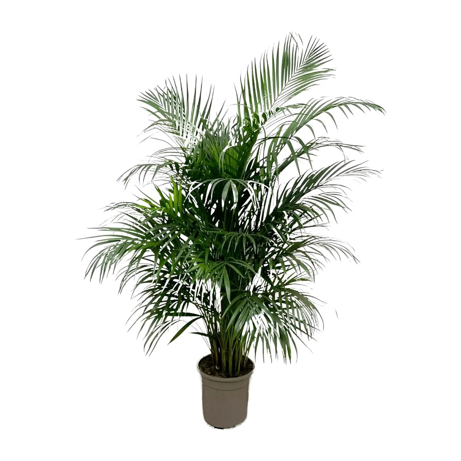 Dypsis Lutescens – Areca-Palme