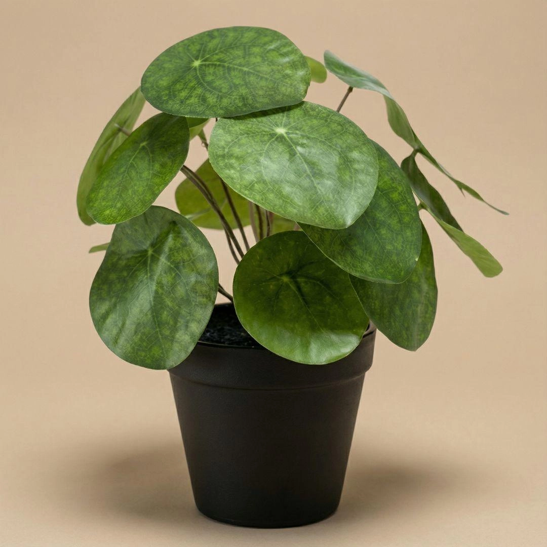 Pilea Kunstpflanze im schwarzen Topf, 25 cm