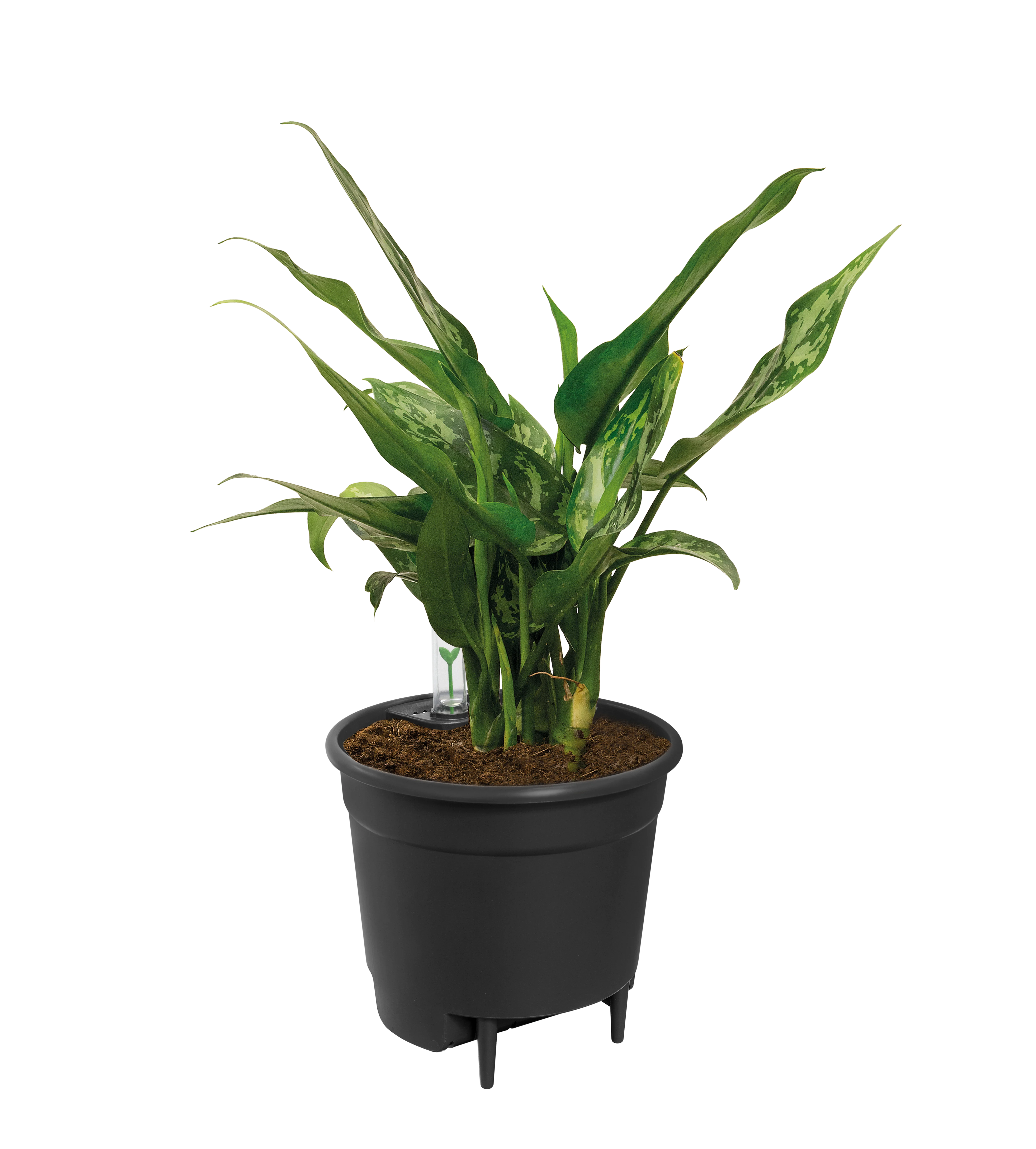 Self Watering Insert - 17 cm