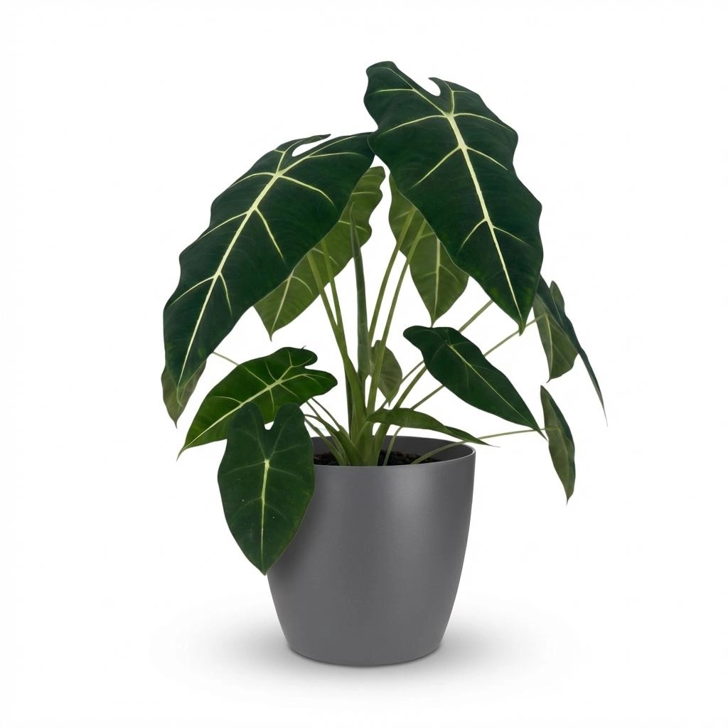 Alocasia Frydek - Elefantenohr