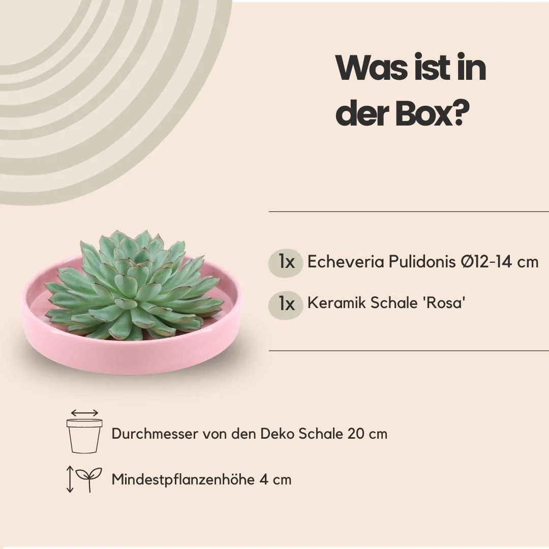 Echeveria Pulidonis - ROOTLESS Sukkulente Bild 12