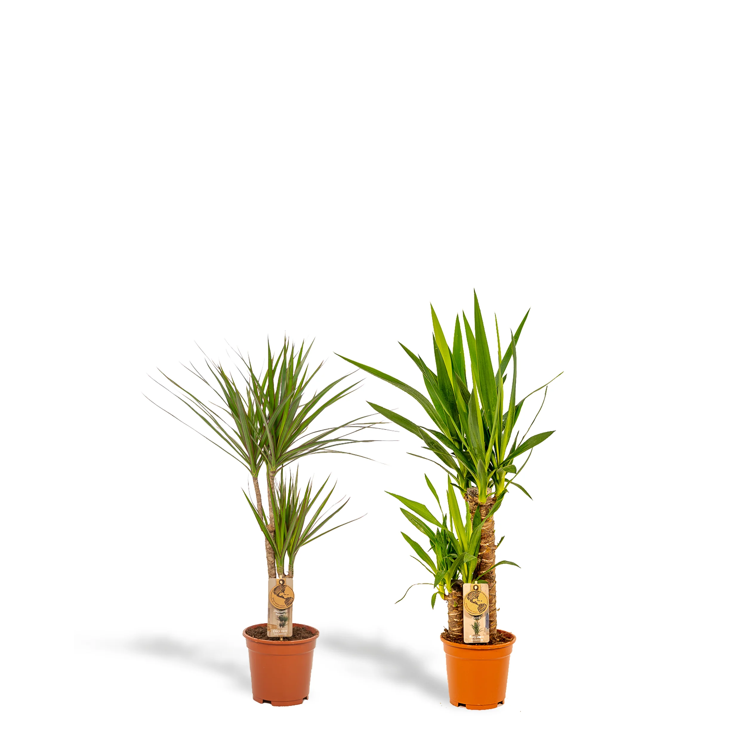 Dracaena und Yucca Set - Pflegeleichte Zimmerpflanzen