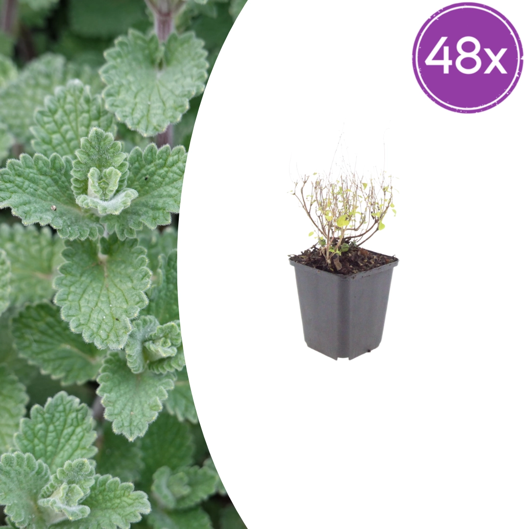 Calamintha nepeta nepeta