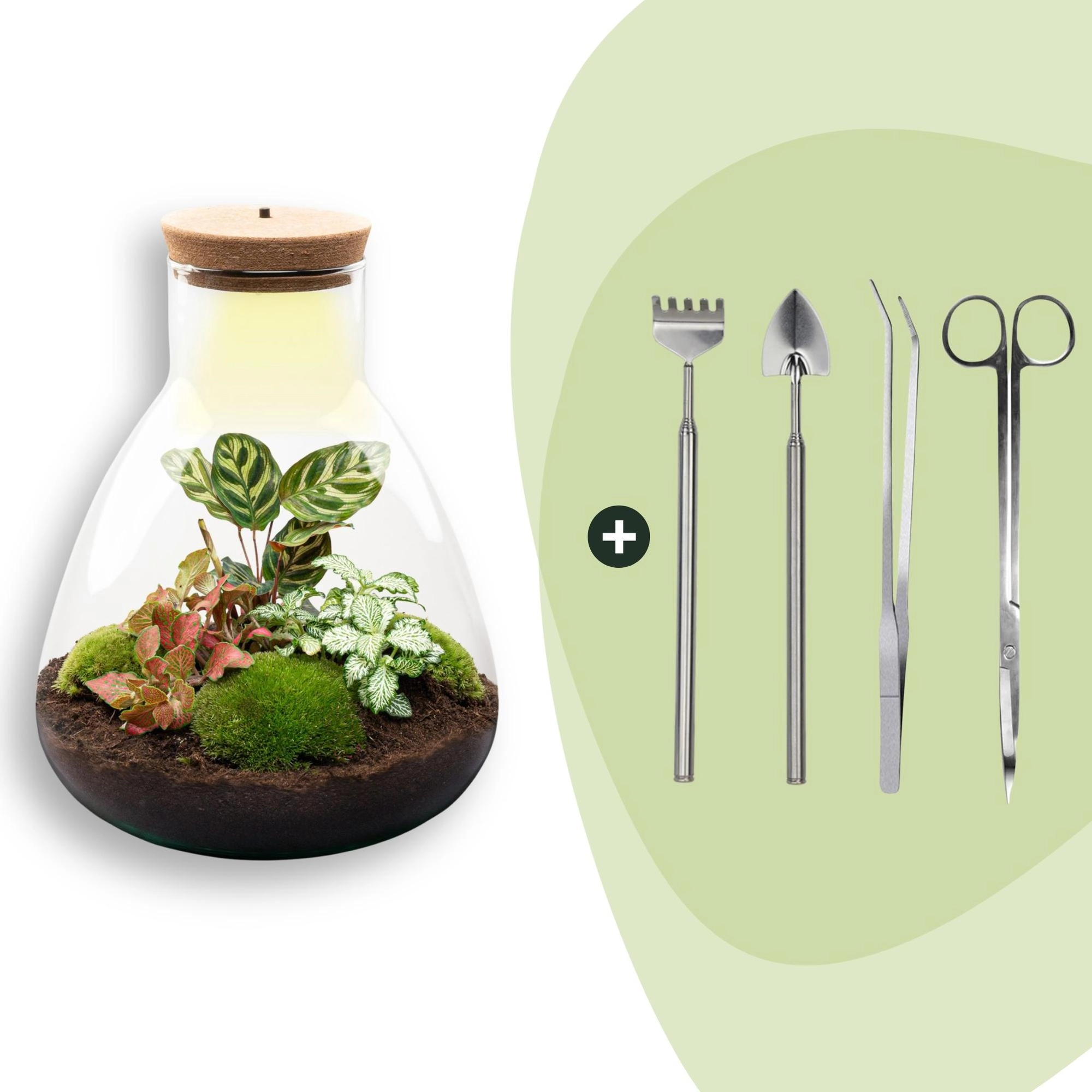 Flaschengarten - Sam Calathea mit Lampe - ↕ 30 cm - Rake + Shovel + Tweezer + Scissors Bild 1