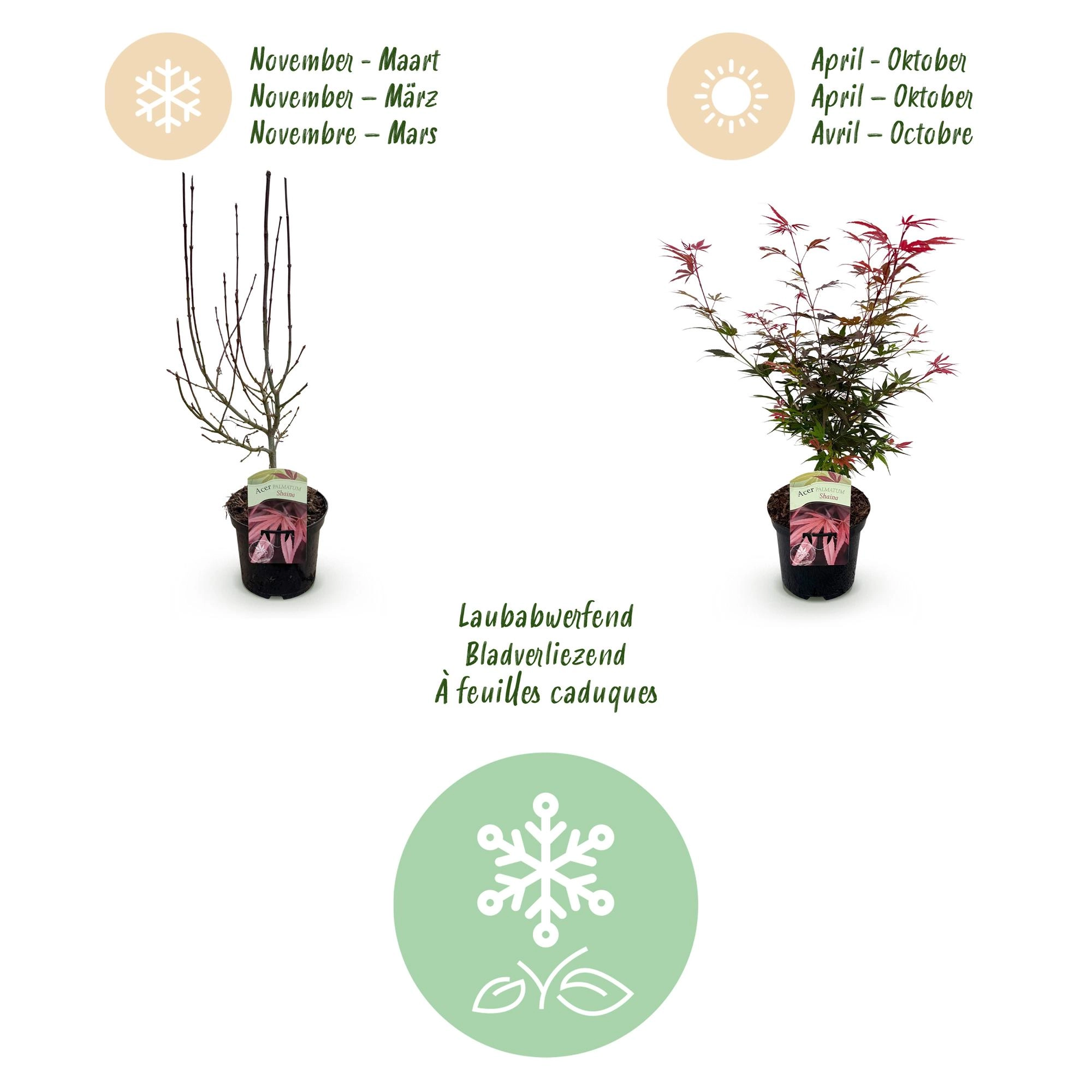 Balkonpflanze - Japanischer Ahorn - Acer palmatum Shaina - Rot - 1 Pflanze - Laubabwerfend - Topf 19cm Höhe 70cm