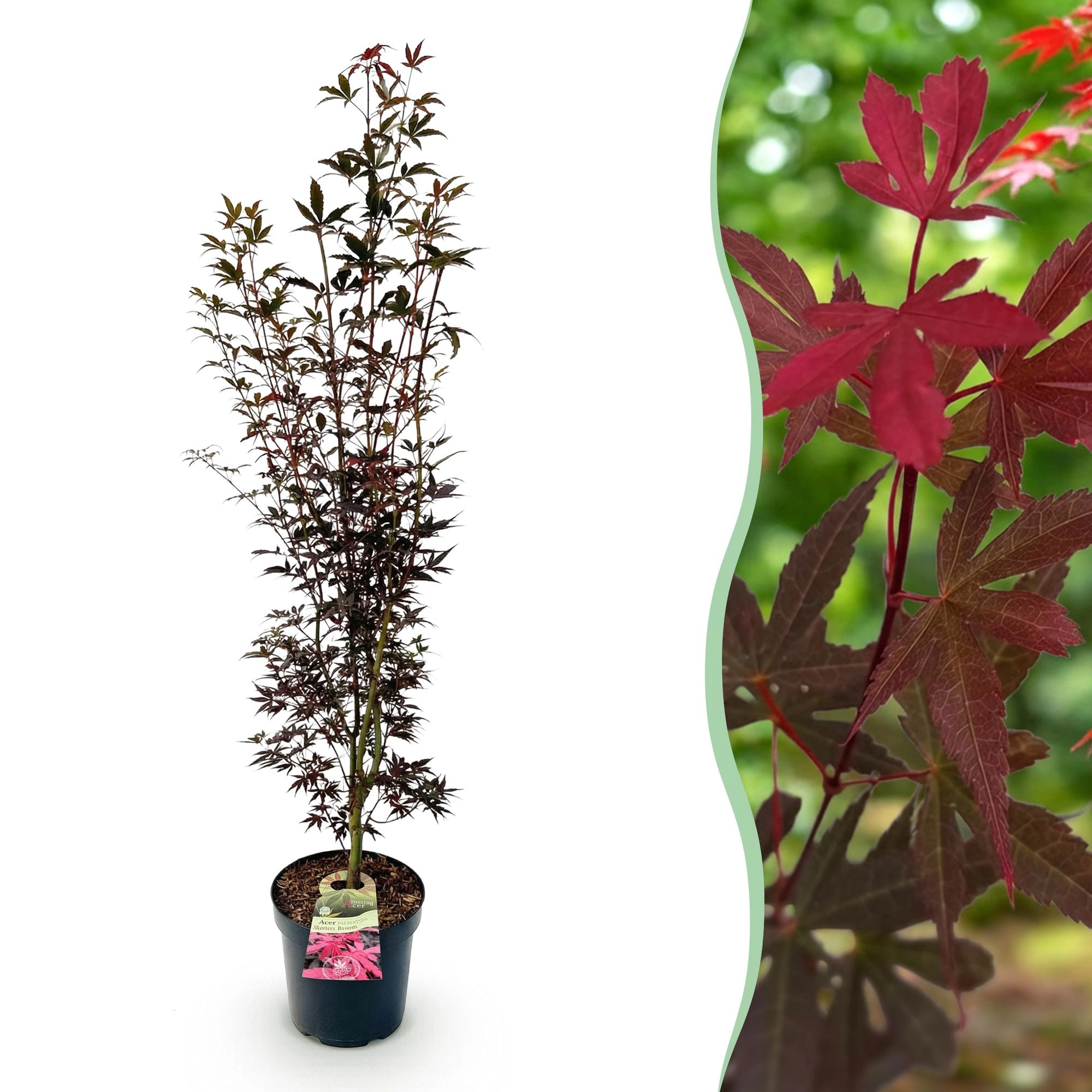 Green boutiQ - Gartenpflanze - Acer palmatum Skeeters Broom - Japanischer Ahorn - Laubabwerfend - Rot - 1 - Topf 26cm - Höhe 90cm Bild 1
