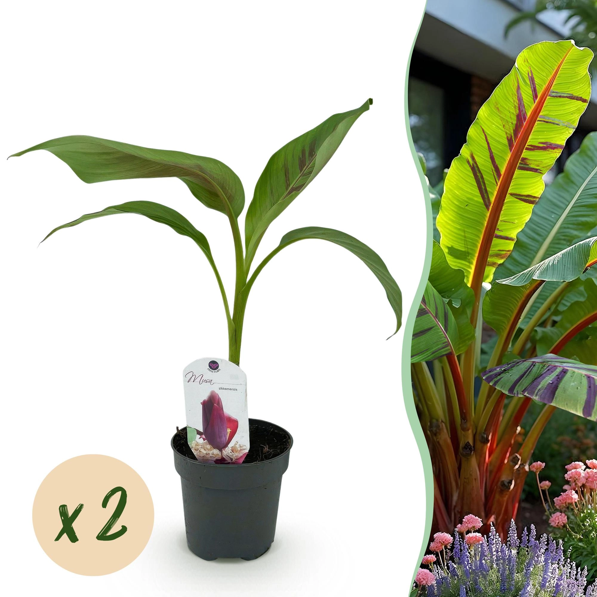 Musa sikkemensis Red Tiger - Gartenbanane