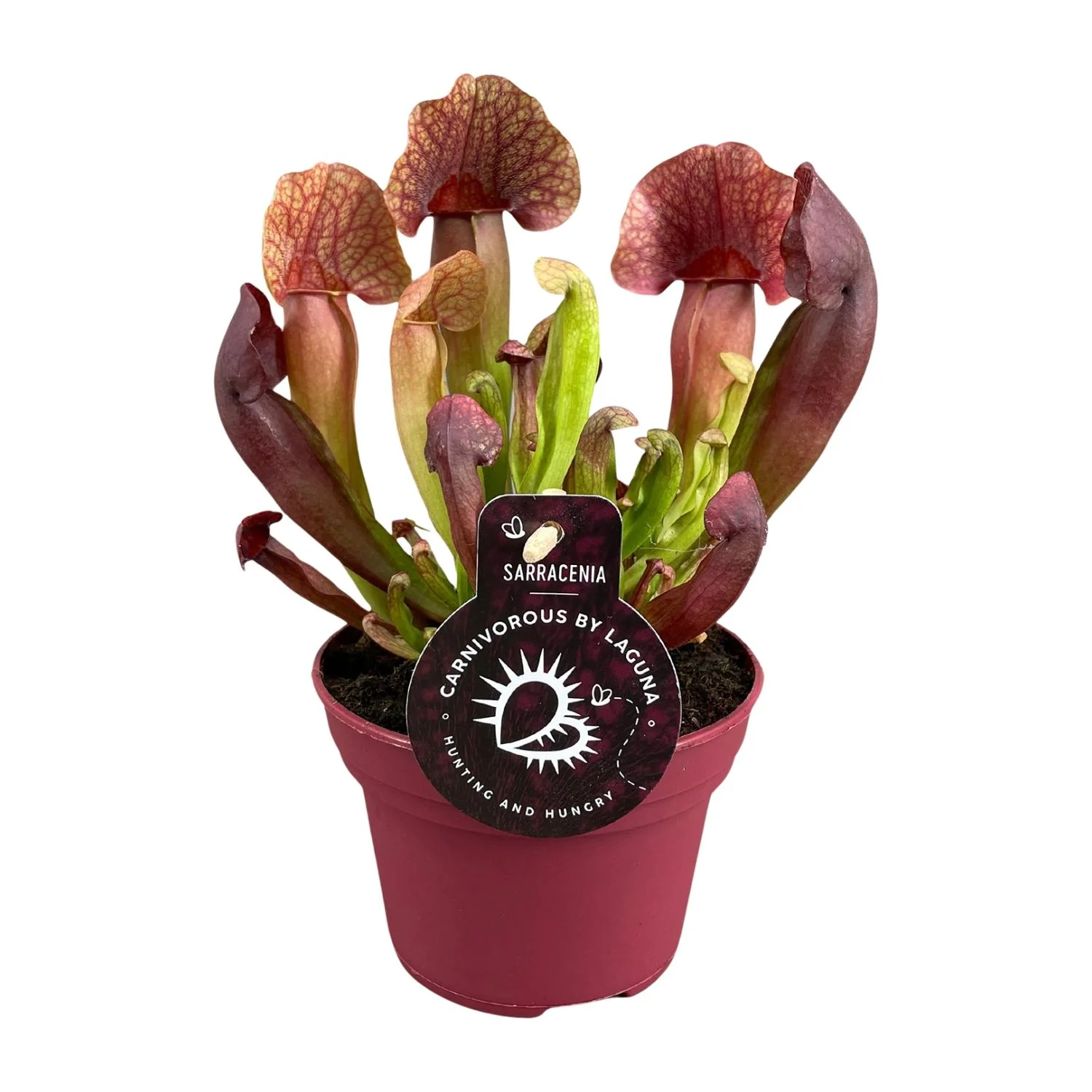 Sarracenia Catesbaei - Überwinterungspflanze