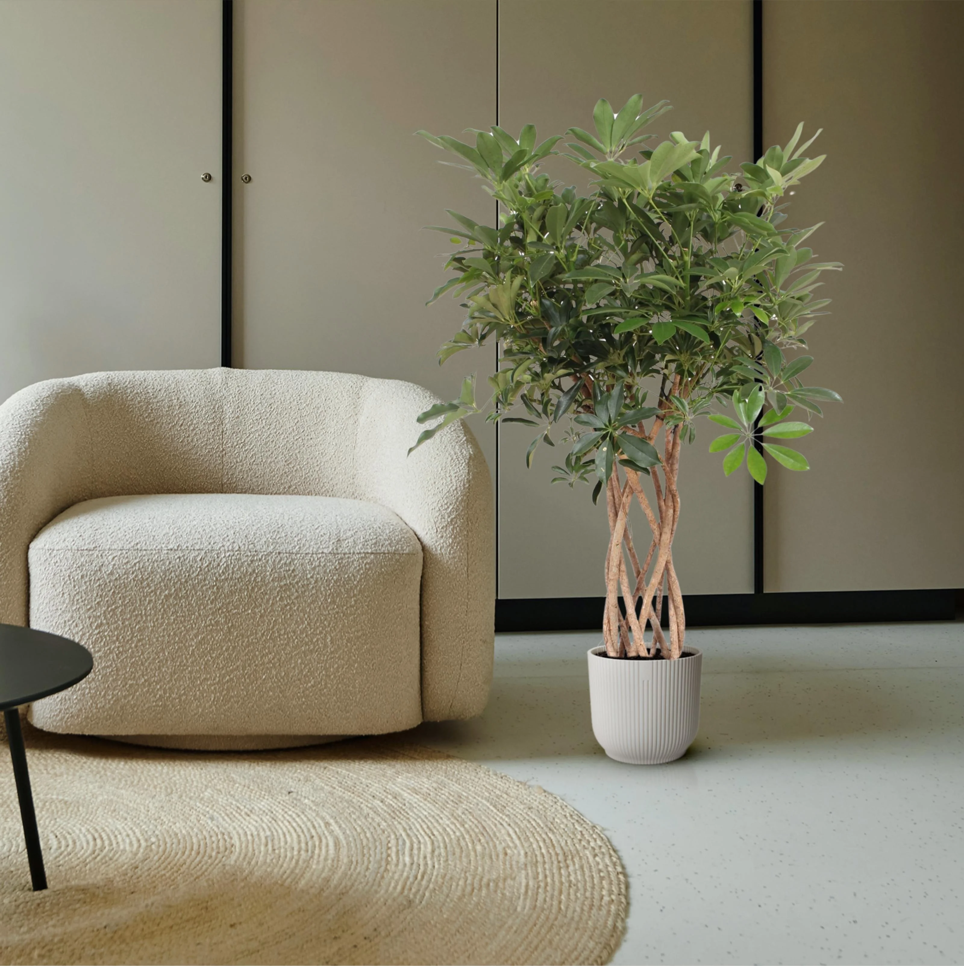 Schefflera Arboricola Compacta – Grüne Schönheiten für Dein Zuhause Bild 5