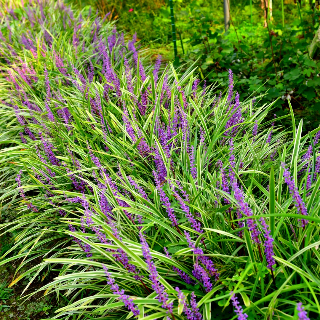 48x Liriope muscari Moneymaker - ↕10-25cm - Ø9cm Bild 12