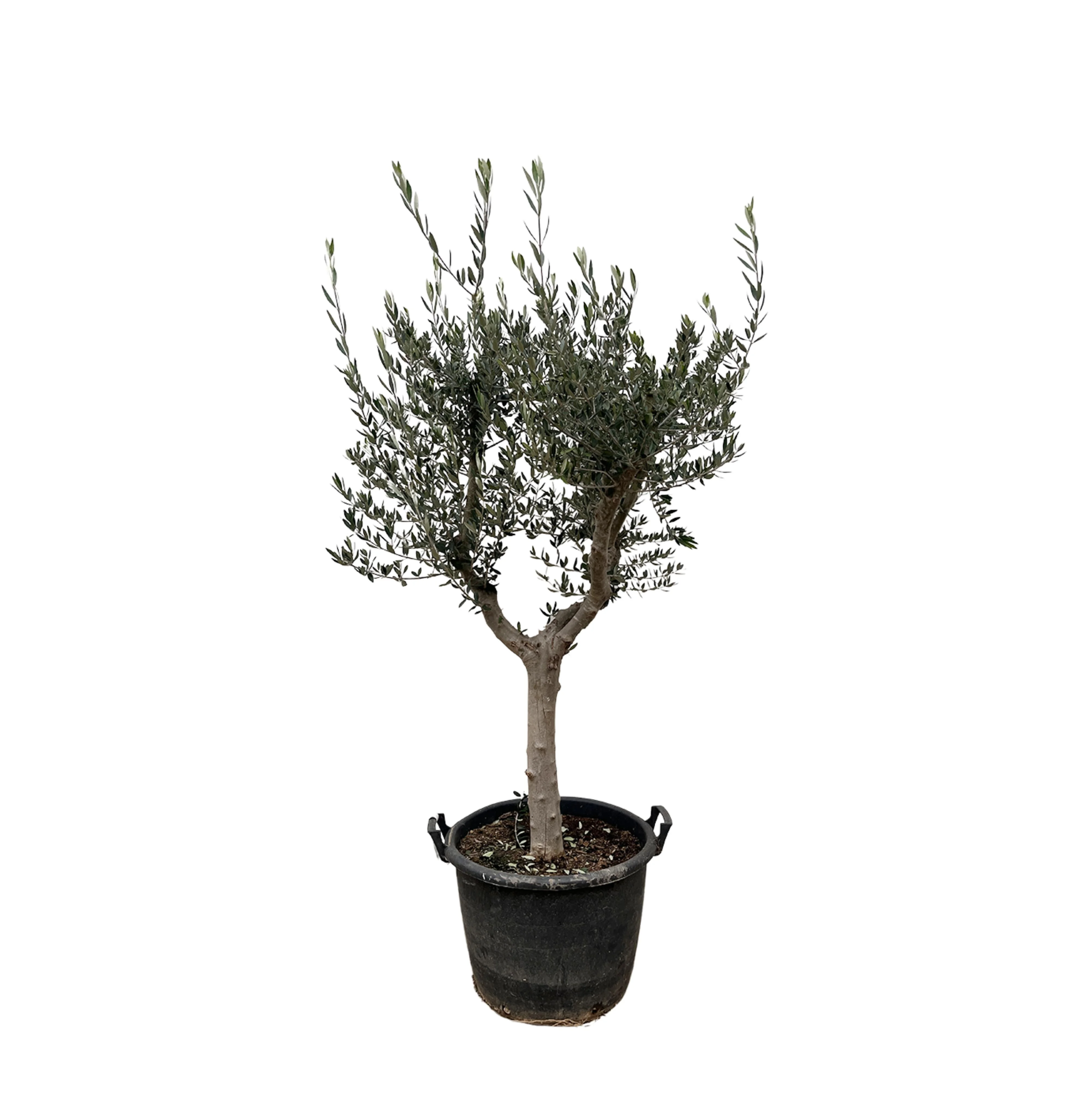 Olea Europaea Cultivo - 230cm- Ø45 Bild 1