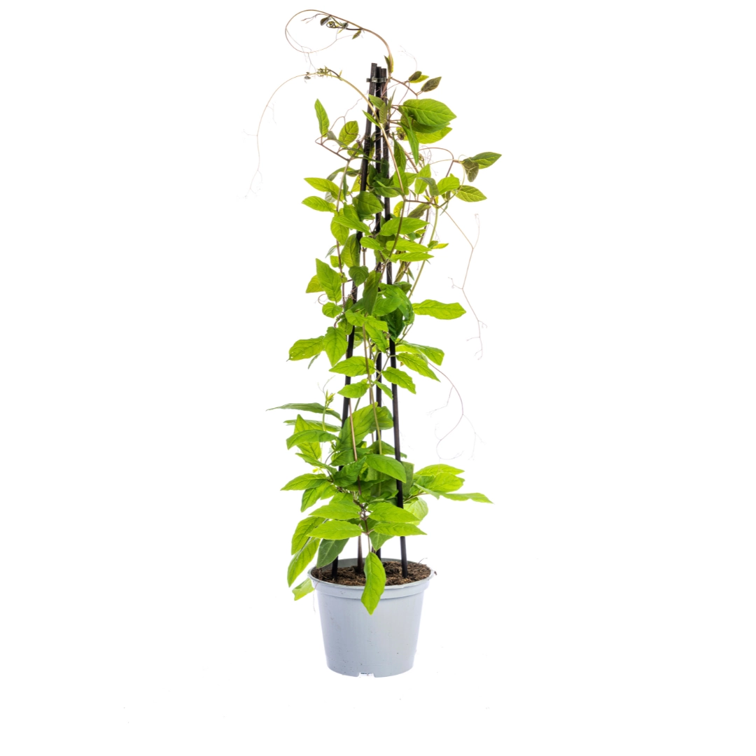 Ipomoea tricolor 'Heavenly Blue' – 4 Pflanzen