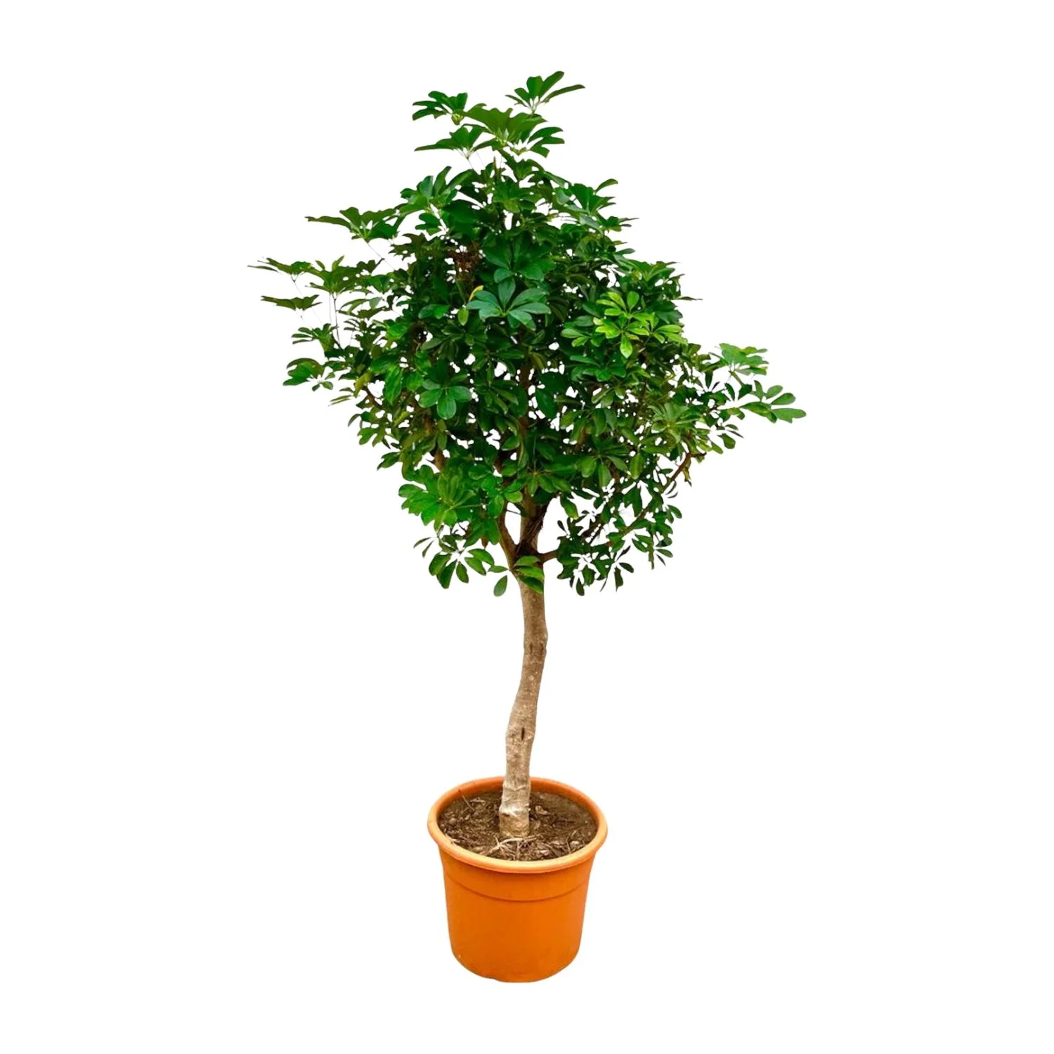 Schefflera – Strahlenaralie