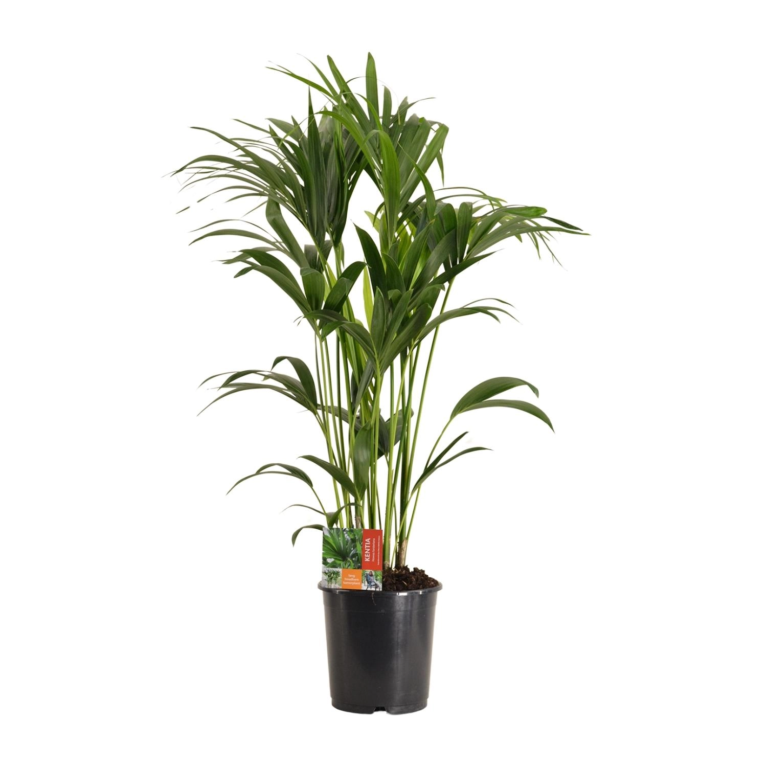 Kentia-Palme (Howea) – 120 cm, Topf 24 cm