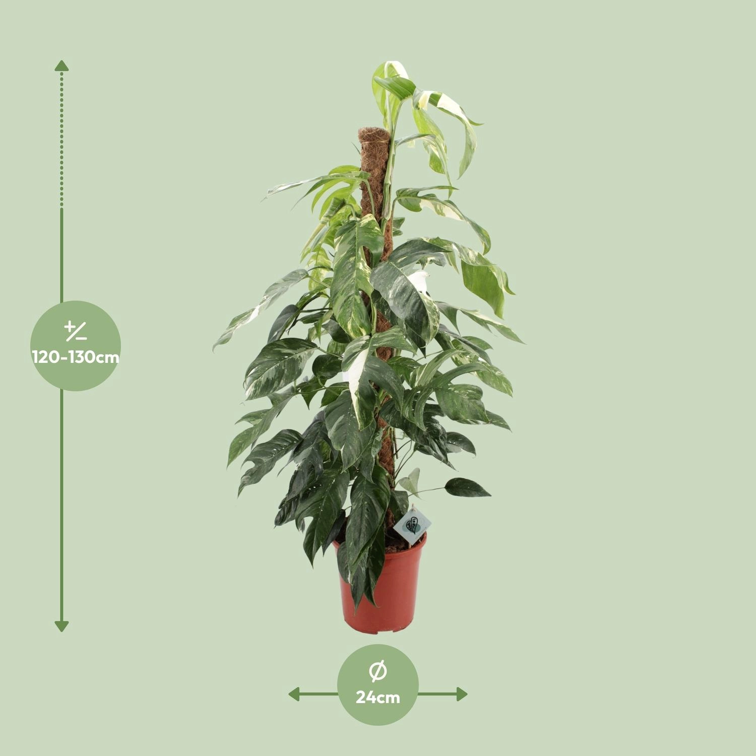 Epipremnum Pinnatum 'Albo Variegata'
