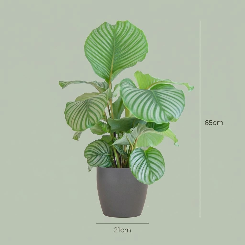 Calathea Orbifolia mit Potter grau - 65cm - Ø21 Bild 4